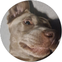 David Cojocea profile picture